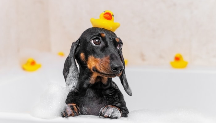 Dog In Tub Rubber Duck